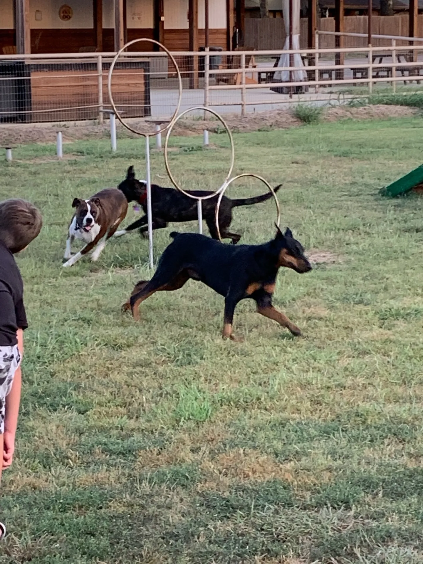 A dog leaping through the hoop on the agility course at Waggin' Tail Ranch RV Resort