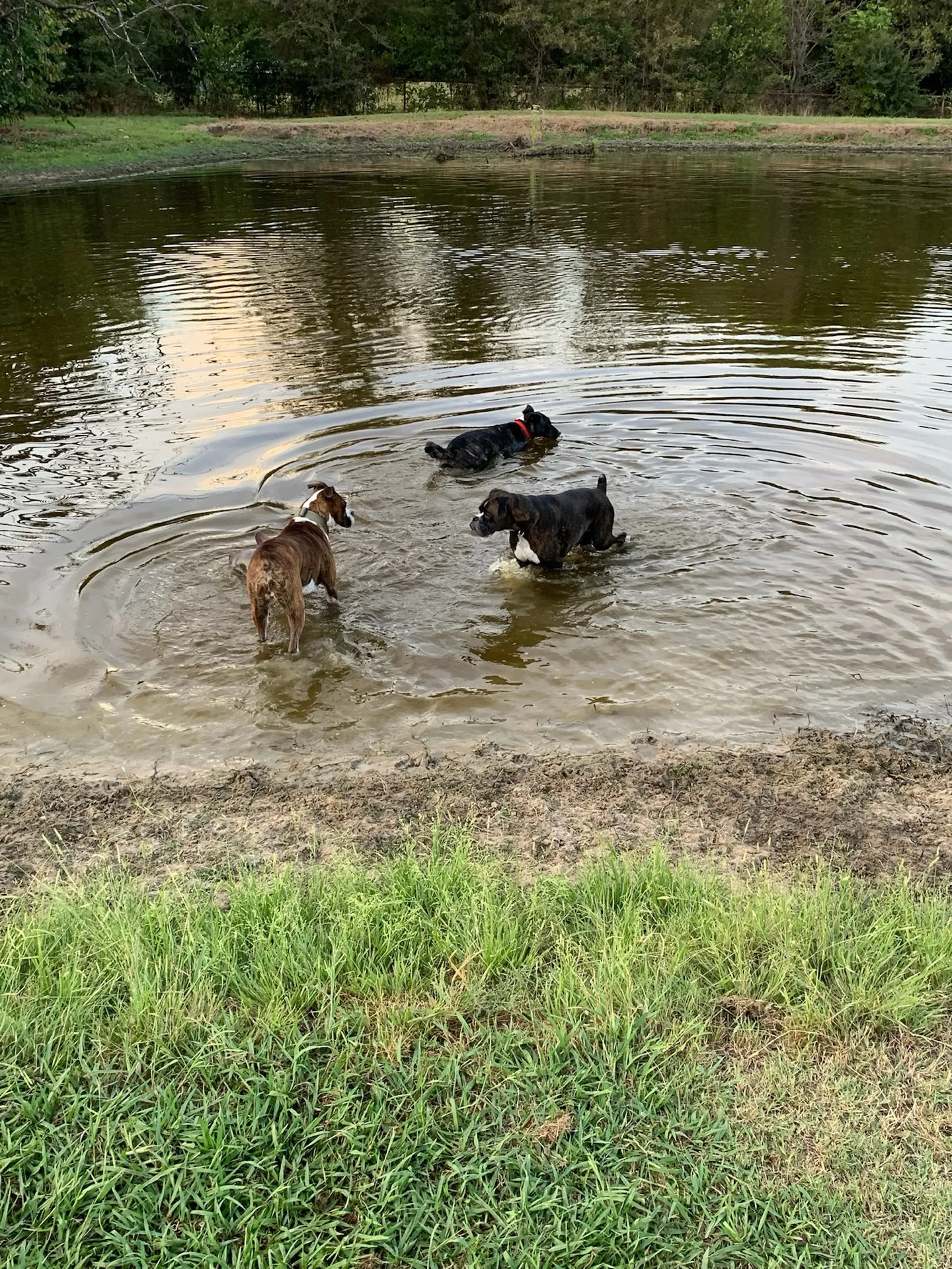 A pack of dogs swimming together in the dog pond at Waggin' Tail Ranch RV Resort