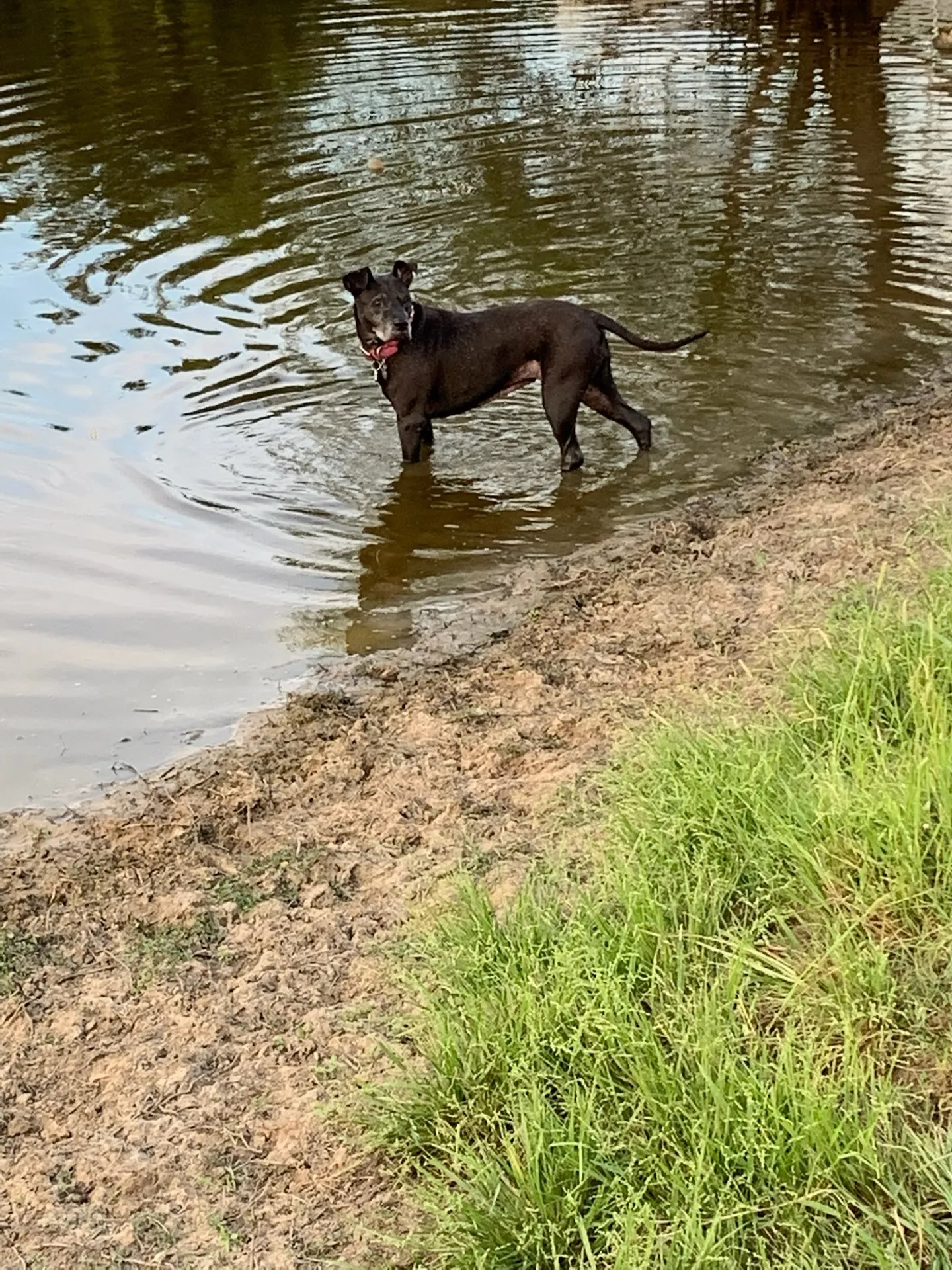 A dog wading in the swimming pond at Waggin' Tail Ranch RV Resort