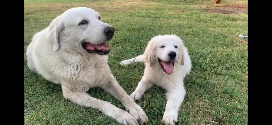 Clarabelle and Annabelle, two of the resort's regulars at Waggin' Tail Ranch RV Resort